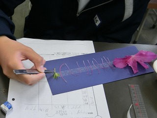 7学年理科「花のつくりを観察しよう」