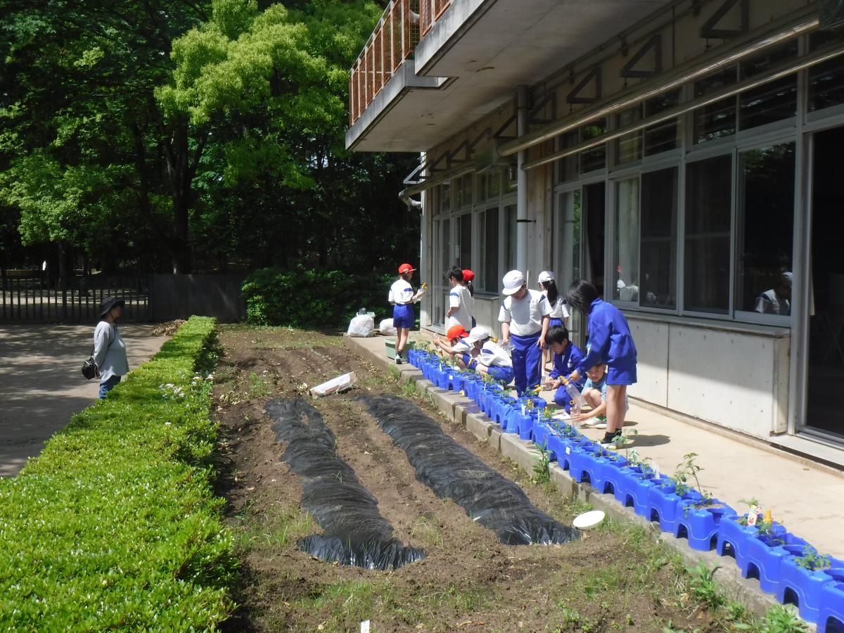 【2年生】トマトの苗植え