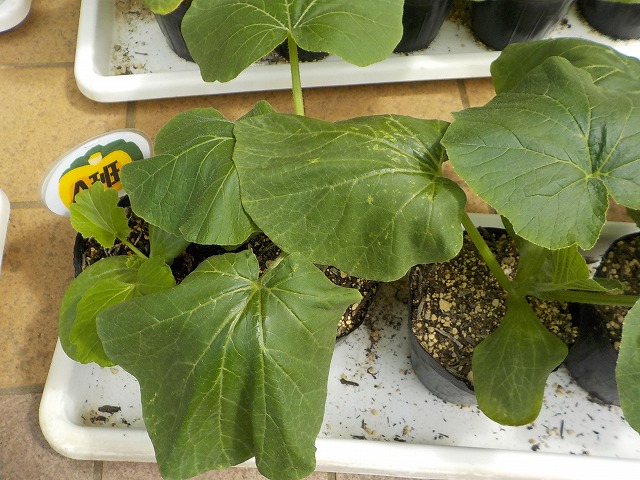 南瓜の苗を植えました