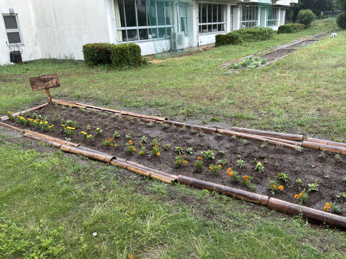【学校より】段ボールコンポストを利用して作った土で花の苗を植えました