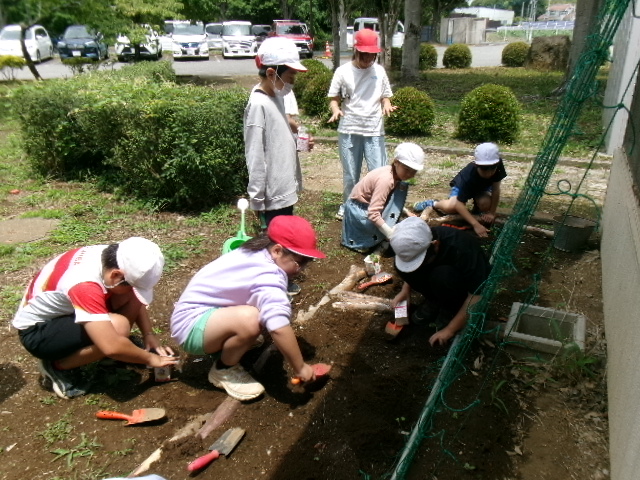 4年生ヘチマの植え替え!