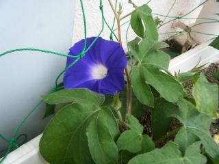 開花