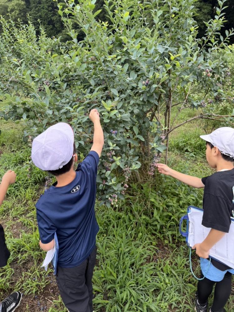 【3年生】 中根ブルーベリー園見学に行きました!!