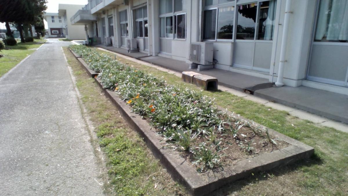 コミュニティスクールの花壇