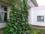 暑い暑い夏休み