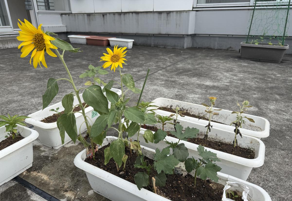 【3年生】 花が咲きました!