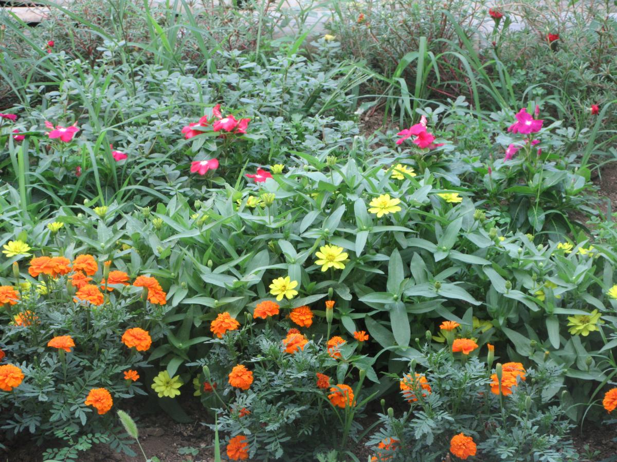 【学校より】花壇の花
