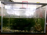 メダカの学校
