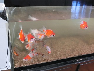 金魚の水槽掃除