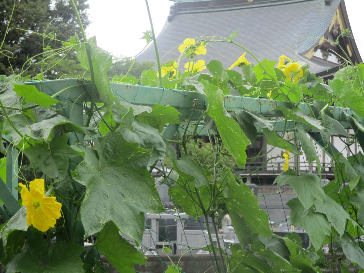 ヘチマの花が咲きました