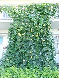 立派に育ったヘチマたち