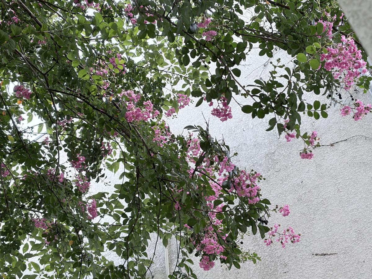 【学校より】サルスベリの花