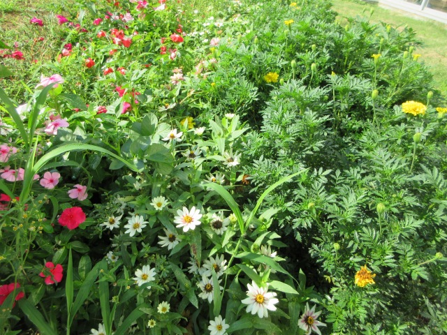 【学校より】エコ花壇の花