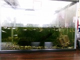 メダカも元気に生活しています!!