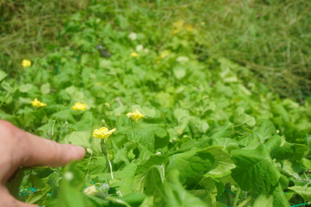 ヘチマとゴーヤの雌花を見つけたよ