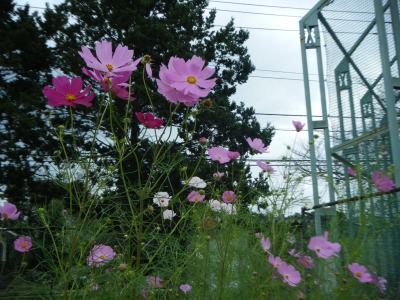 一つの花