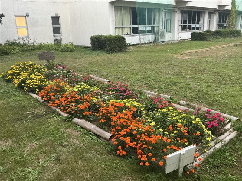 【学校より】エコ花壇の花がとても美しく咲いています