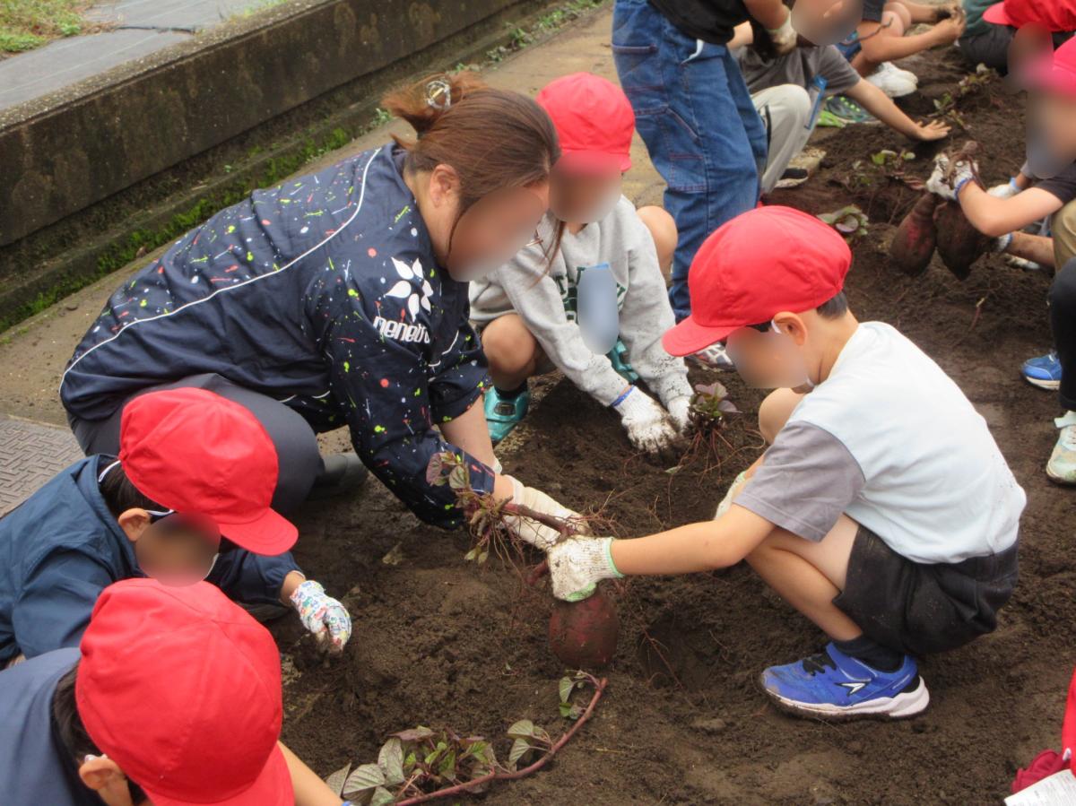 【学校より】1年生のサツマイモ掘り