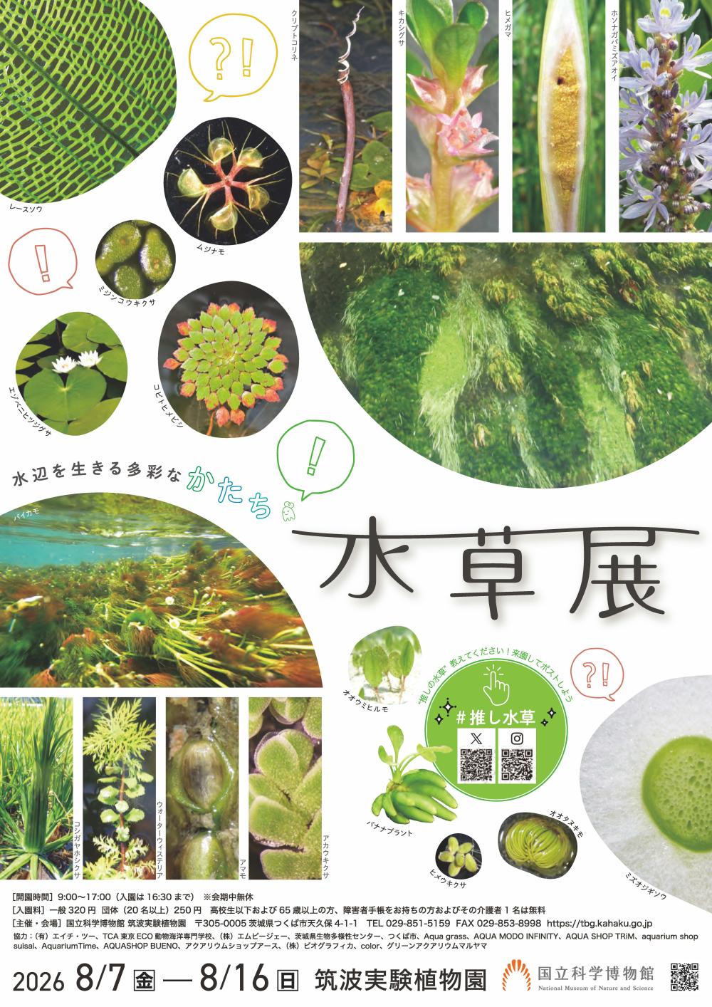 筑波実験植物園 企画展「水草展-水辺を生きる多彩なかたち-」に関するページ
