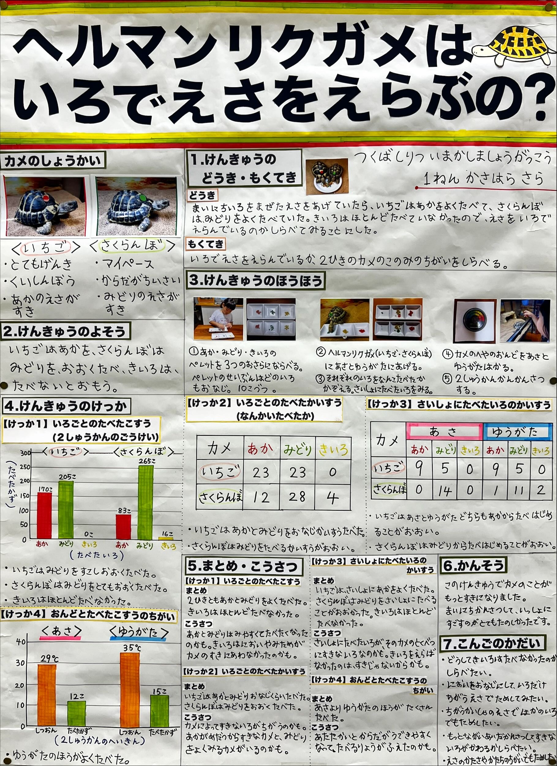 ヘルマンリクガメはいろでえさをえらぶの？