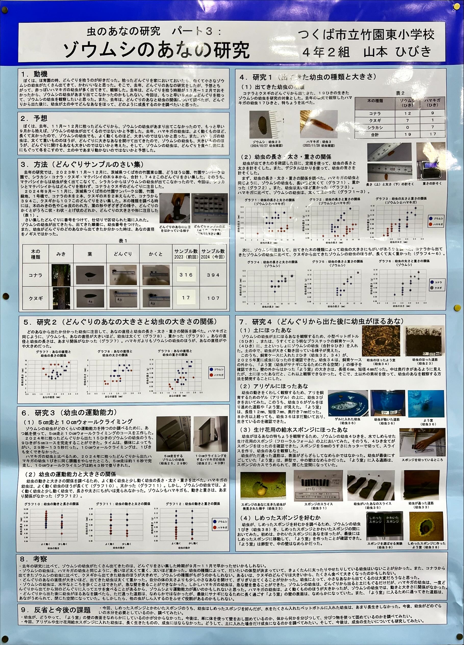 虫のあな研究パート3：ゾウムシのあなの研究