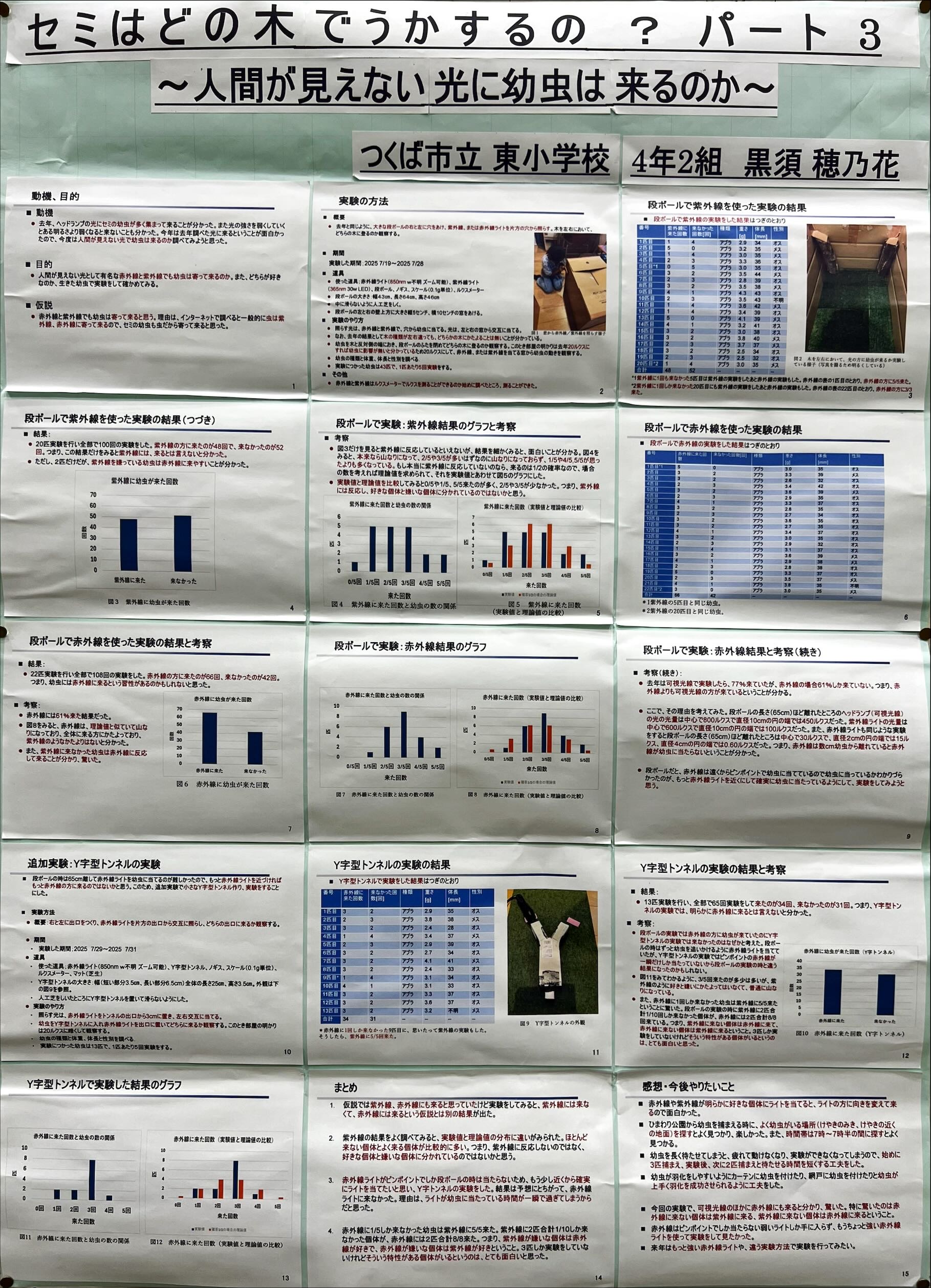 セミはどの木でうかするの？パート3～人間が見えない光に幼虫は来るのか～