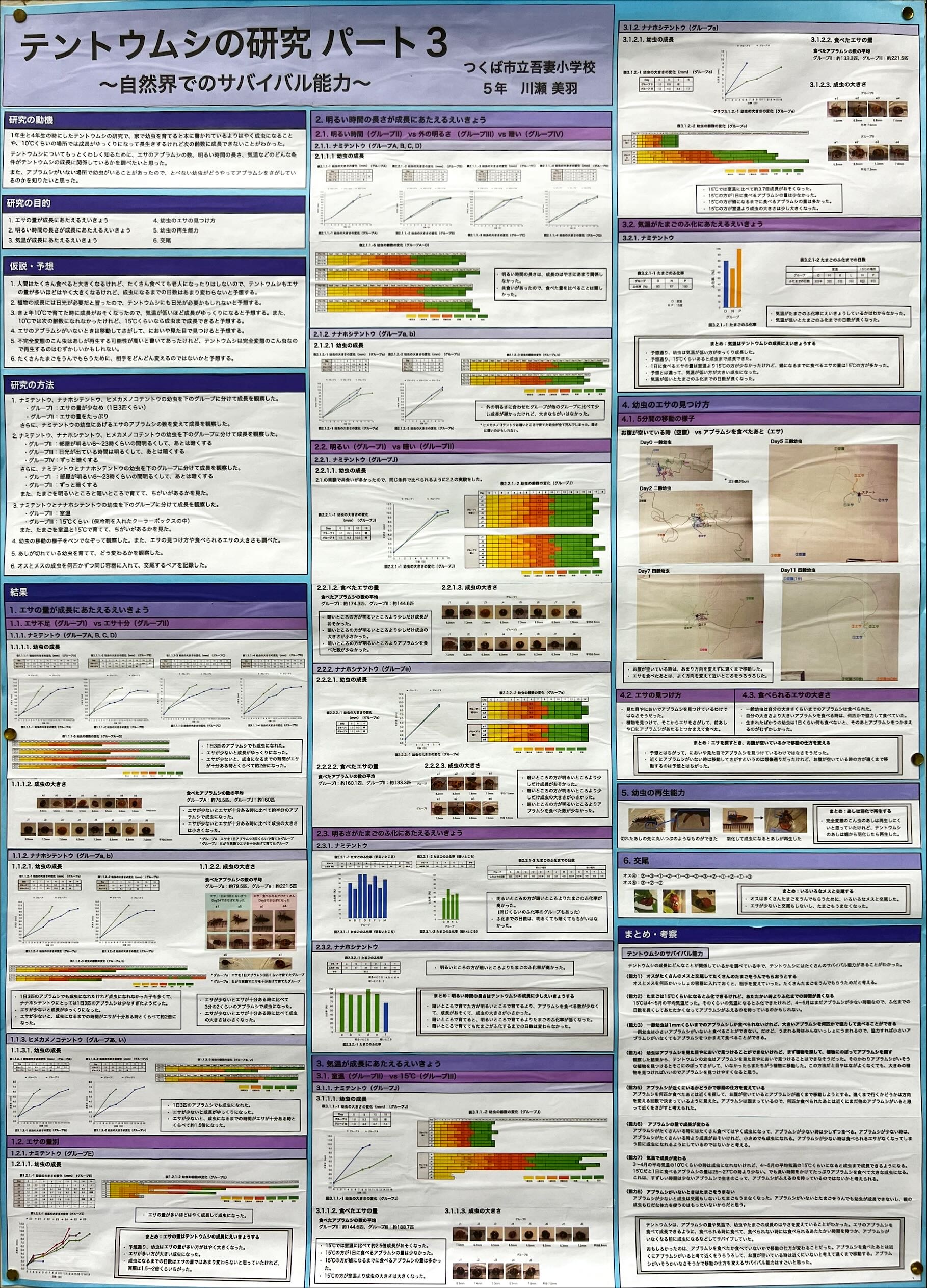 テントウムシの研究パート3～自然界でのサバイバル能力～