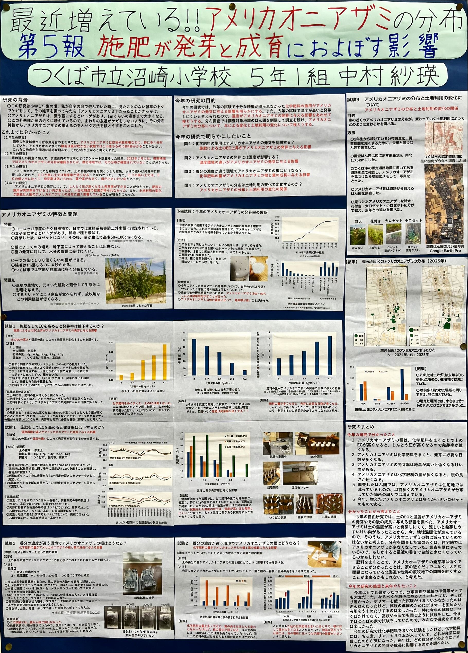 最近増えている！！アメリカオニアザミの分布第5報 施肥が発芽と成育におよぼす影響