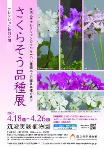 筑波実験植物園 コレクション特別公開「さくらそう品種展」