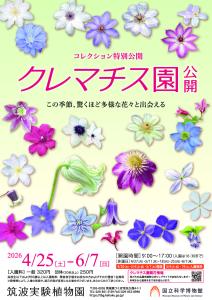 筑波実験植物園 コレクション特別公開 　クレマチス園公開