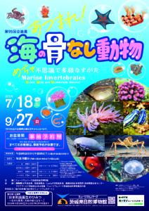 チラシ「第95 回企画展 あつまれ!海の骨なし動物-め ちゃ不思議で多様なすがた-」