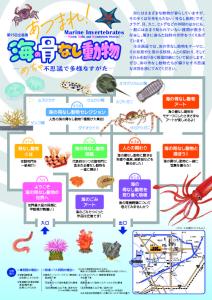 チラシ「第95 回企画展 あつまれ!海の骨なし動物-め ちゃ不思議で多様なすがた-」2