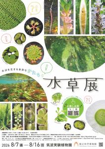 筑波実験植物園 企画展「水草展-水辺を生きる多彩なかたち-」